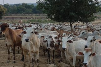 Thumbnail for the post titled: Happy Cow mother day
