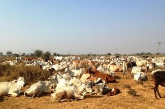 Thumbnail for the post titled: SHRI DEVARAHA GAU SANRAKSHAN DHAM ( II )