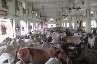 Thumbnail for the post titled: DIVINE DARSHAN OF COWS