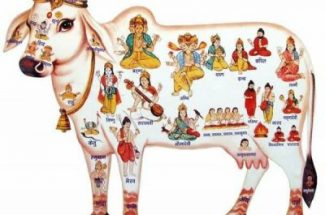 Thumbnail for the post titled: गौ सेवा महत्त्व