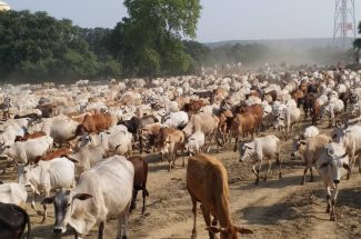 Thumbnail for the post titled: DESI COW