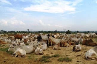 Thumbnail for the post titled: COWS IN VINDYANCHAL ASHRAM