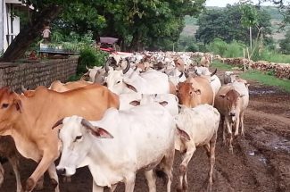 Thumbnail for the post titled: बाबा की गायों का दर्शन