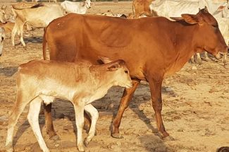 Thumbnail for the post titled: गौसेवा के लिए सात्त्विक दान