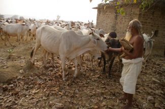 Thumbnail for the post titled: श्रीदेवराहा कृष्ण शरणम परावाणी गायन 24