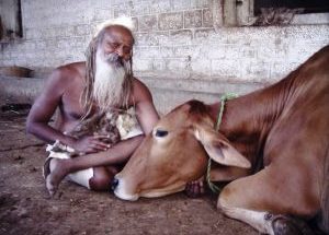 Thumbnail for the post titled: SHRI DEVARAHA GAU SANRAKSHAN DHAM VINDHYACHAL I